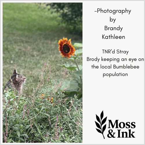 Stray Cat Brody watching the local Bumblebees explore